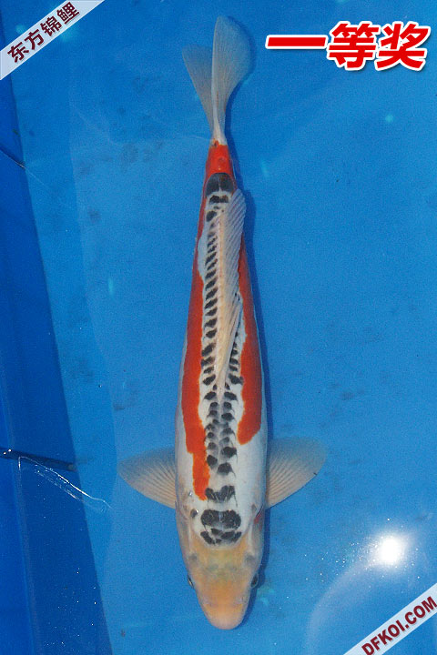 200810 ڶƷᱨ