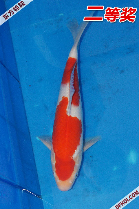 200810 ڶƷᱨ