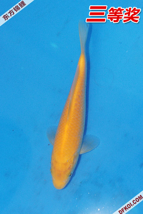 200810 ڶƷᱨ