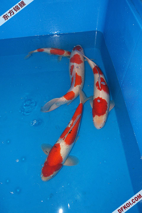 200810 ڶƷᱨ