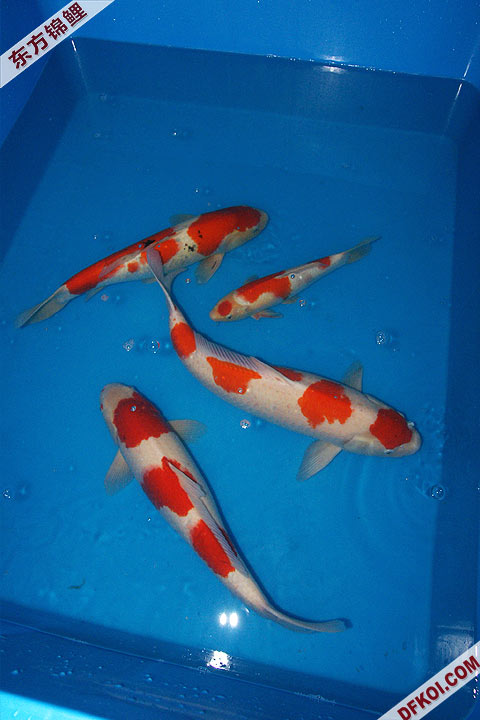 200810 ڶƷᱨ