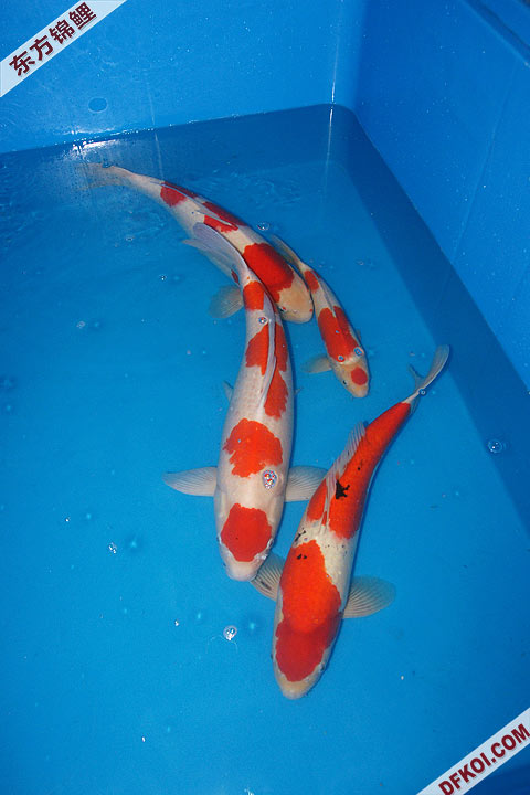 200810 ڶƷᱨ