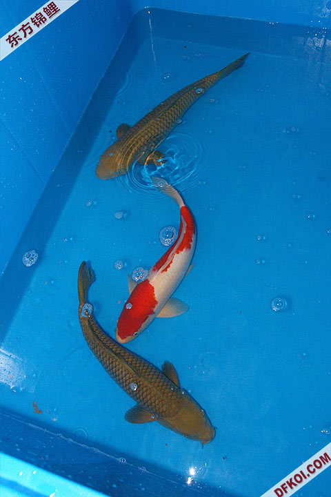 200810 ڶƷᱨ