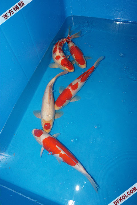 200810 ڶƷᱨ