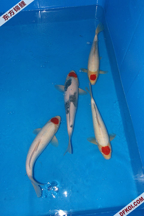 200810 ڶƷᱨ