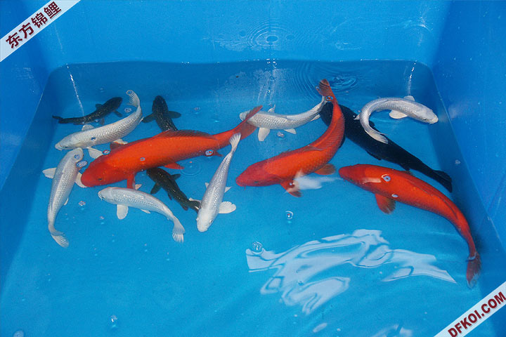 200810 ڶƷᱨ