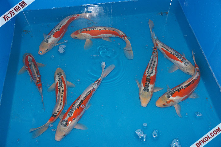 200810 ڶƷᱨ