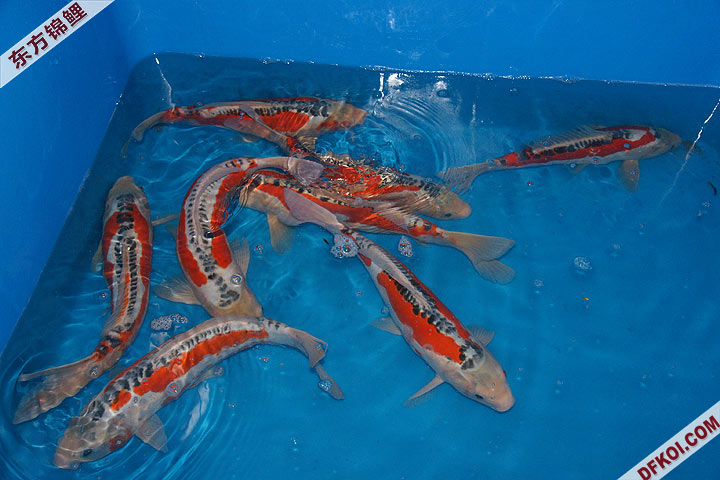 200810 ڶƷᱨ