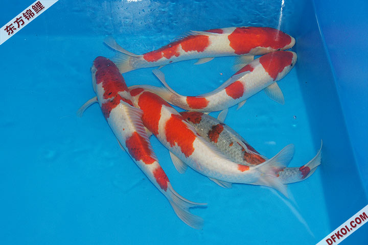 200810 ڶƷᱨ