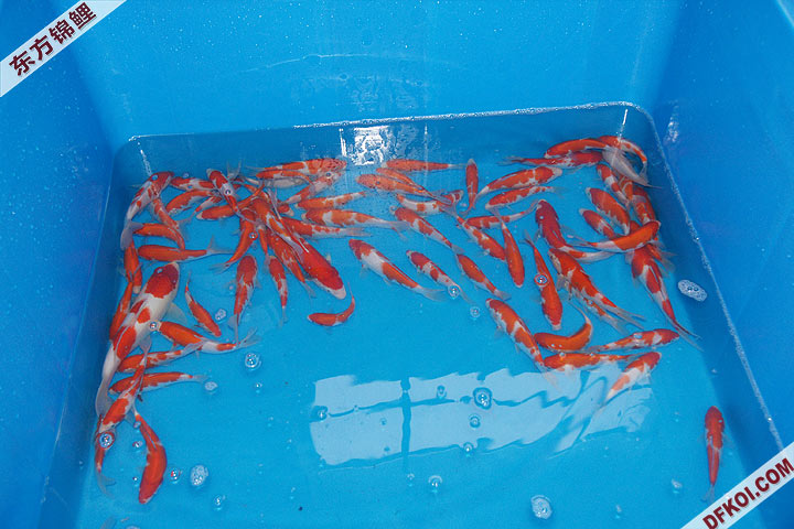 200810 ڶƷᱨ