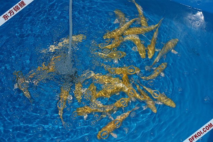 200810 ڶƷᱨ