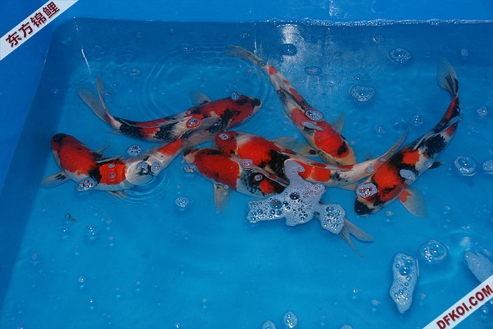 200810 ڶƷᱨ