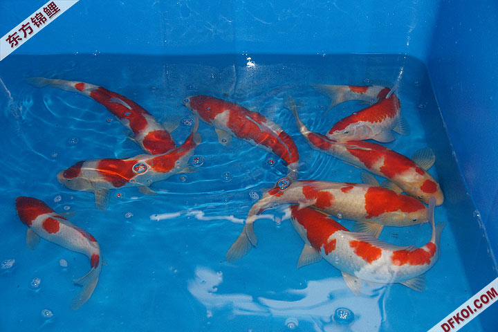 200810 ڶƷᱨ