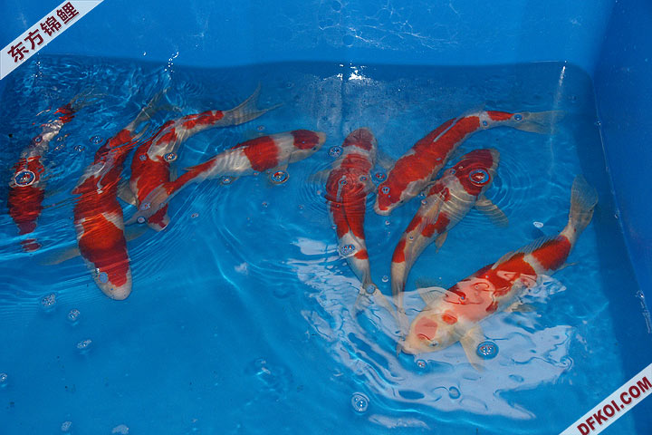 200810 ڶƷᱨ