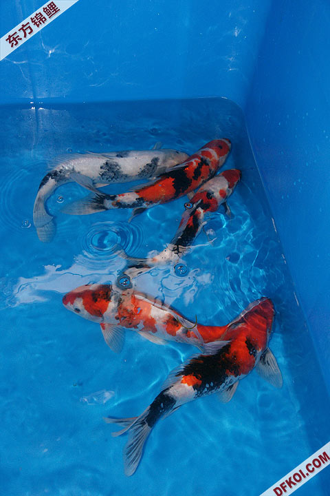 200810 ڶƷᱨ