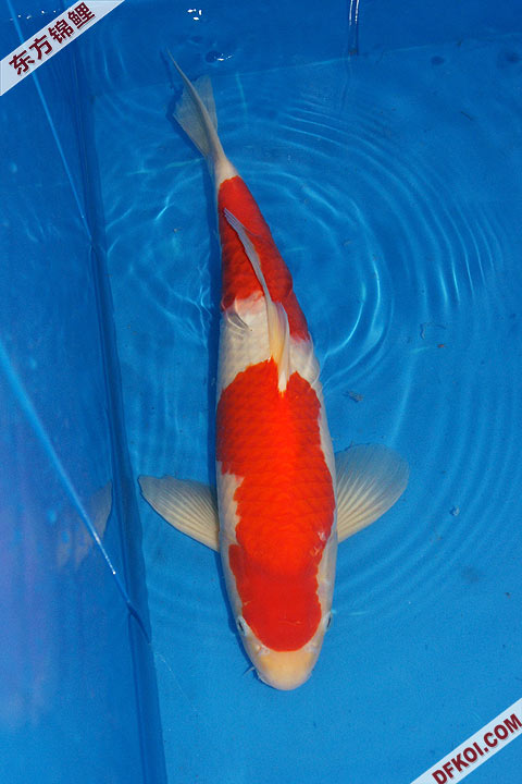 200810 ڶƷᱨ