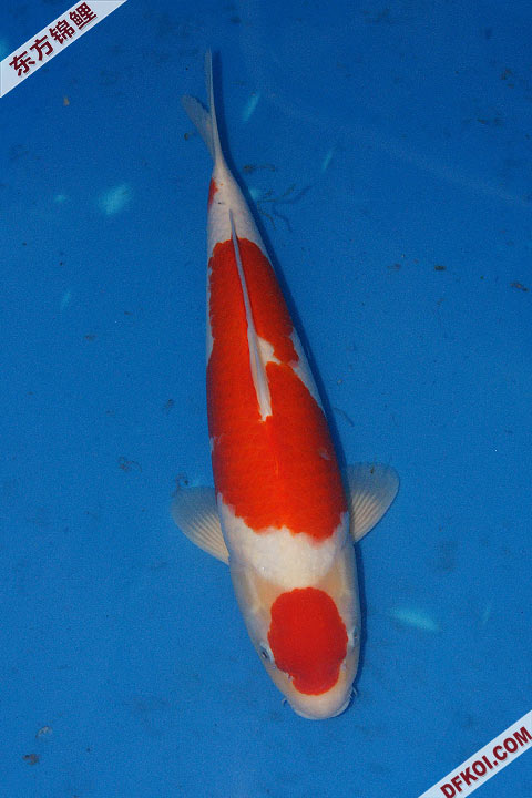 200810 ڶƷᱨ
