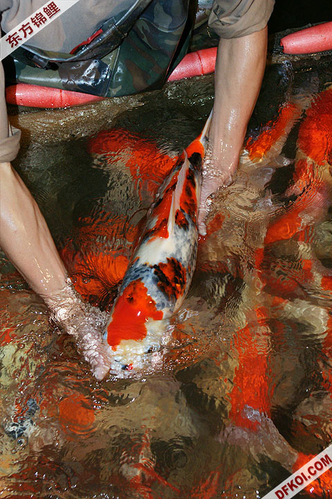 200810 ڶƷᱨ