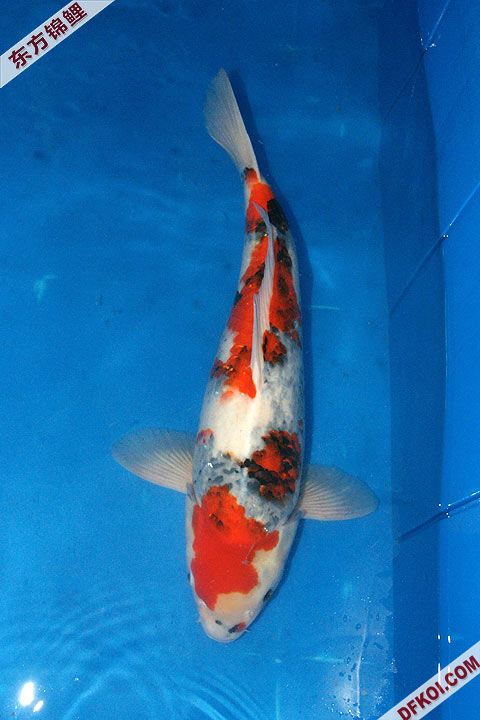 200810 ڶƷᱨ