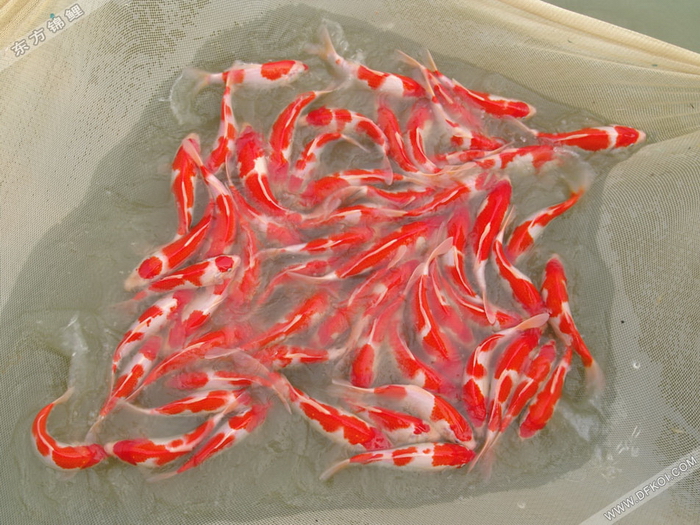 ϺһƷ ֽͼƬ