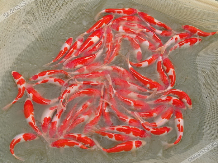 ϺһƷ ֽͼƬ