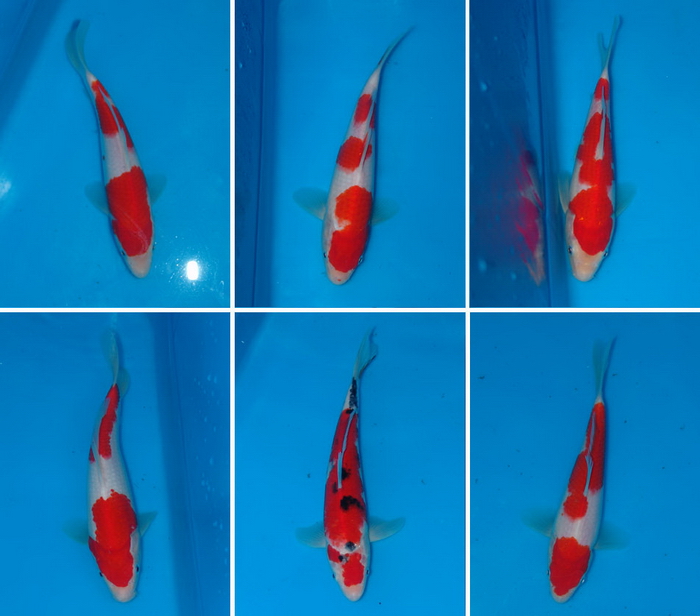 ϺһƷ ֽͼƬ