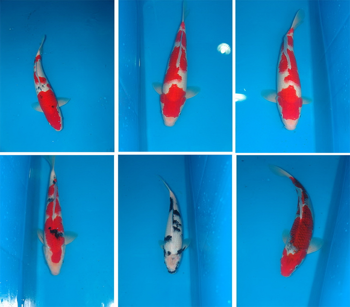 ϺһƷ ֽͼƬ