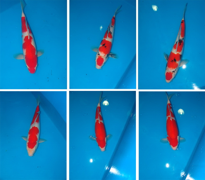 ϺһƷ ֽͼƬ