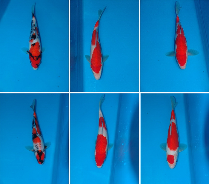 ϺһƷ ֽͼƬ