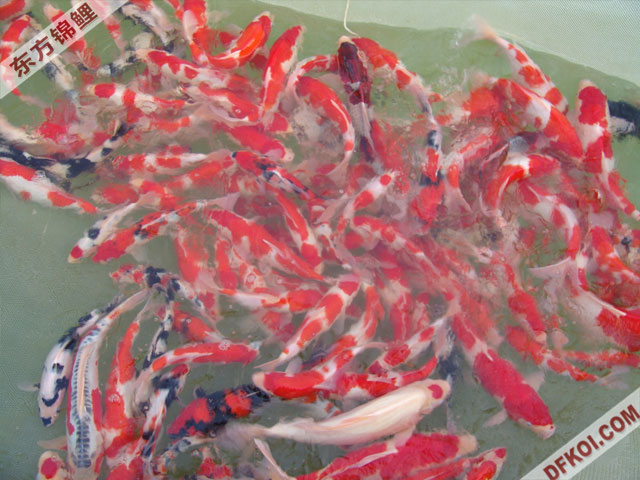 20075 ϺڶƷᱨ