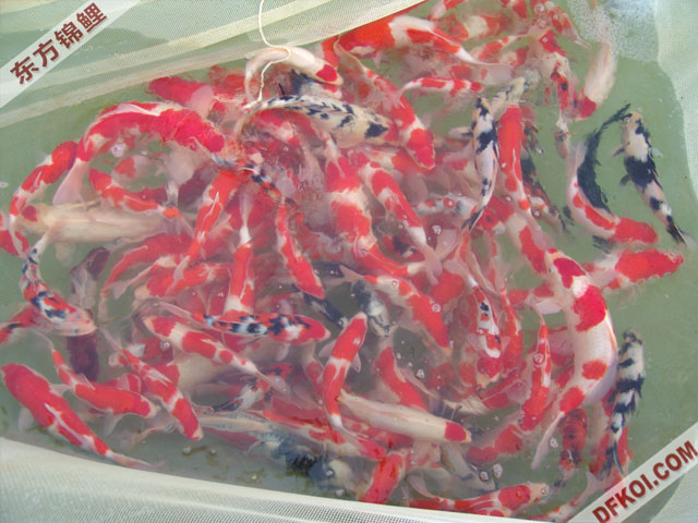 20075 ϺڶƷᱨ