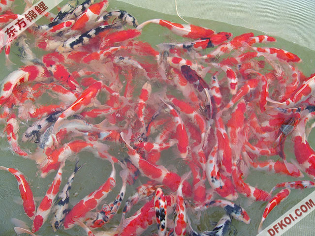 20075 ϺڶƷᱨ