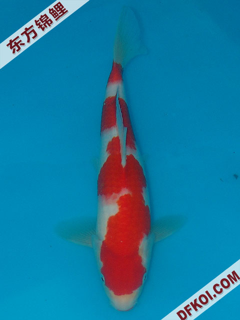 20075ϺڶƷᲿֽƬ