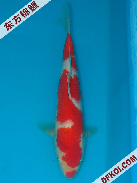 20075ϺڶƷᲿֽƬ