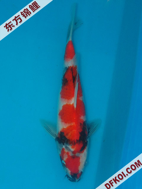 20075ϺڶƷᲿֽƬ