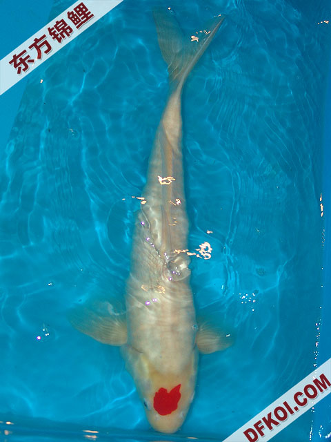 20075ϺڶƷᲿֽƬ