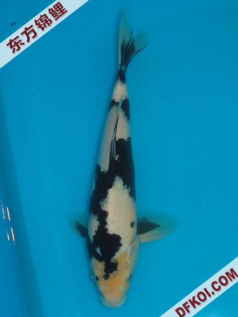 20075ϺڶƷᲿֽƬ