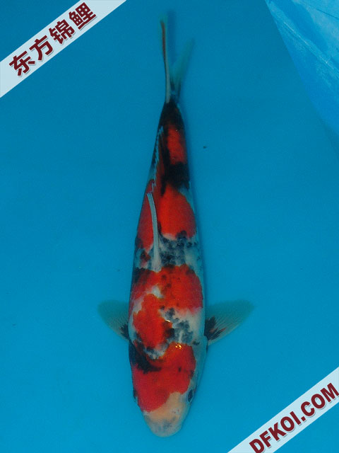 20075ϺڶƷᲿֽƬ