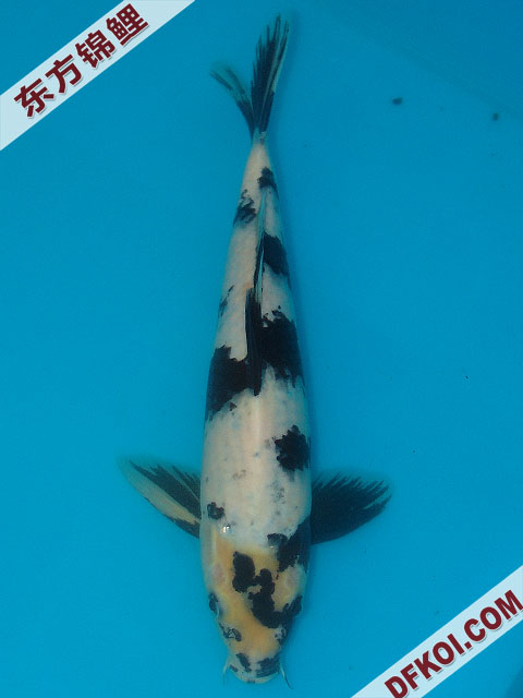 20075ϺڶƷᲿֽƬ