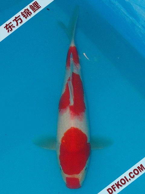 20075ϺڶƷᲿֽƬ