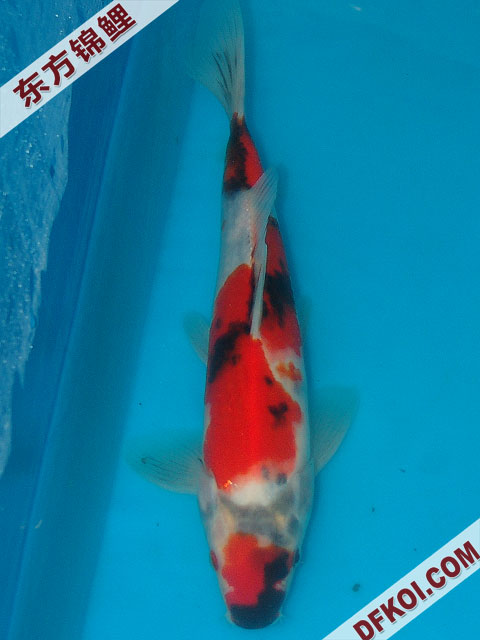 20075ϺڶƷᲿֽƬ