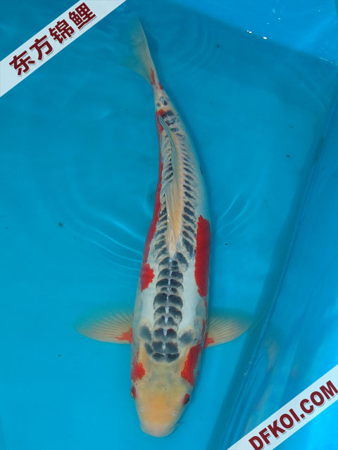 20075ϺڶƷᲿֽƬ