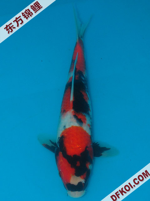 20075ϺڶƷᲿֽƬ