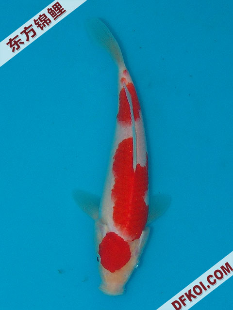 20075ϺڶƷᲿֽƬ