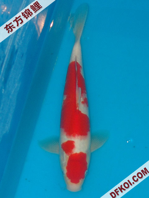 20075ϺڶƷᲿֽƬ
