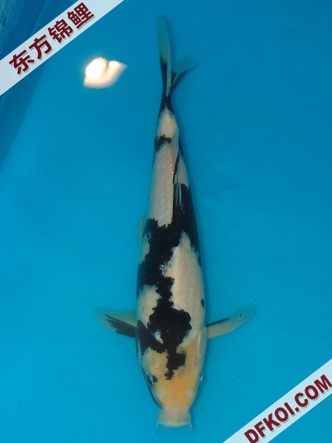 20075ϺڶƷᲿֽƬ