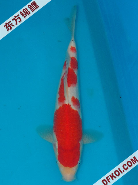 20075ϺڶƷᲿֽƬ