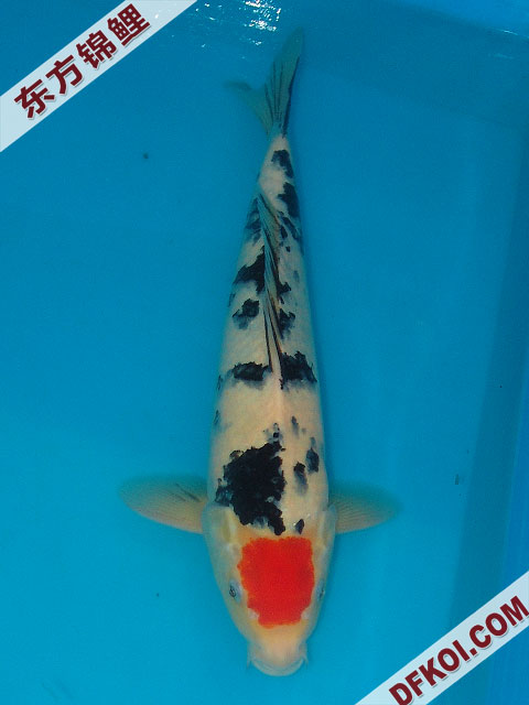 20075ϺڶƷᲿֽƬ