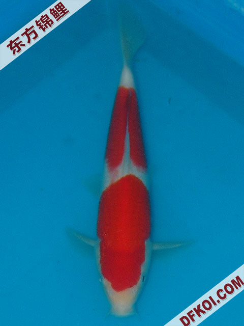 20075ϺڶƷᲿֽƬ