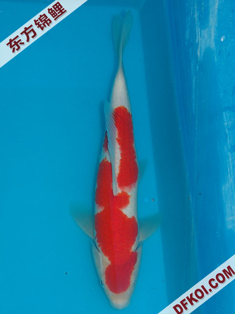 20075ϺڶƷᲿֽƬ